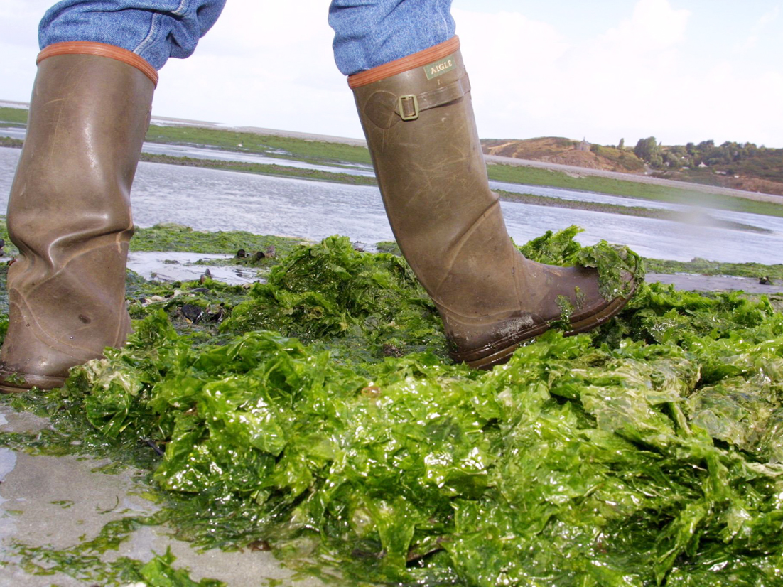 Le décès d’un transporteur d’algues vertes reconnu en accident du travail