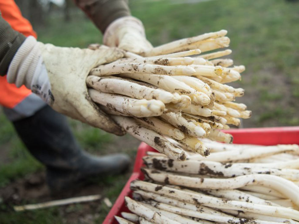 Des saisonniers traités comme des esclaves dans l’agriculture provençale
